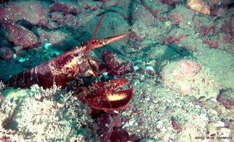 HD Video Screen Capture of Lobster