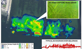 Single-beam Map of Eelgrass at a Proposed Dock