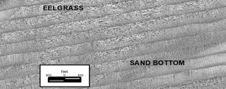 Side Scan Sonar Mosaic of Eelgrass at a Proposed Wind Turbine Cable - Confirmed Using Towed Video