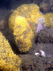 Bread crumb sponge & northern star coral in dispersed boulder bottom