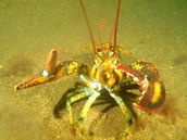 Lobster offended by CR's video sled during sand resource survey