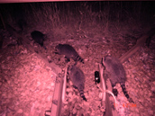 Night time infrared picture of a family of raccoons utilizing a wildlife crossing