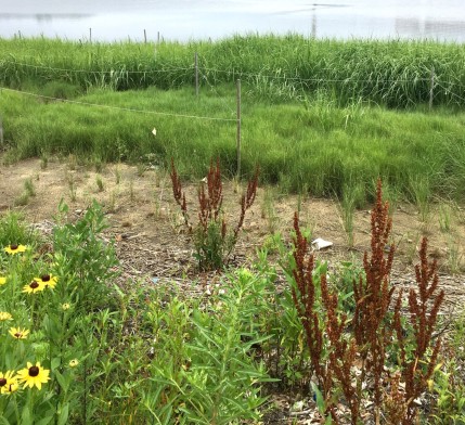 Restored low and high salt marsh monitoring from the New Bedford Harbor Superfund Site