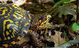 Endangered Box Turtle